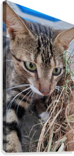 cat 2 Canvas Print