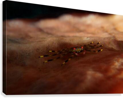crab Canvas Print