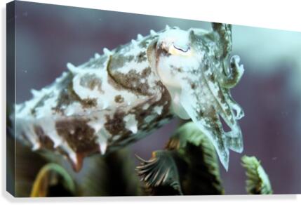 Cuttlefish Canvas Print