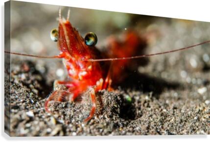 Shrimp Canvas Print