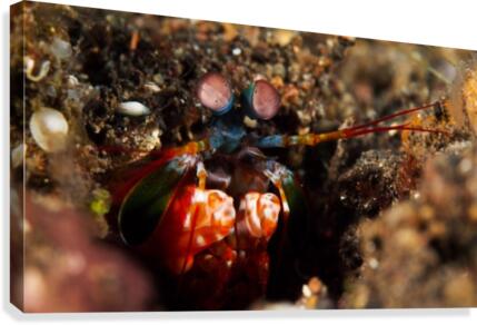 Mantis Shrimp Canvas Print