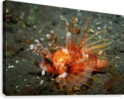 Lion Fish Canvas Print