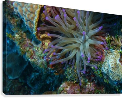 Anemone Canvas Print