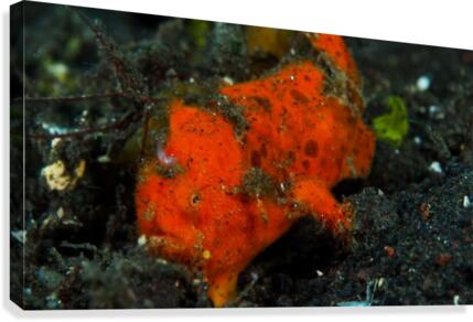 Frog Fish Red Canvas Print