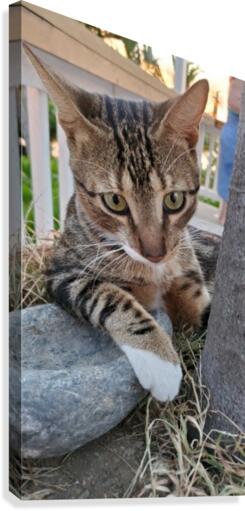 Roatan Cat Canvas Print