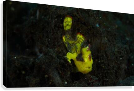 Yellow Frog Fish Canvas Print