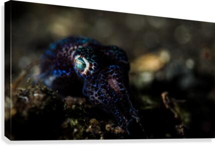 Bobtail Squid Canvas Print