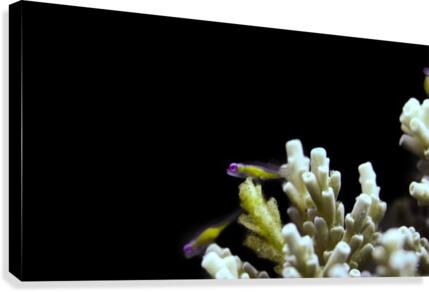 Small Fish Canvas Print