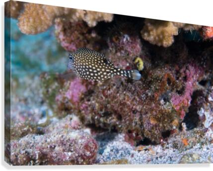Fish Butt Canvas Print