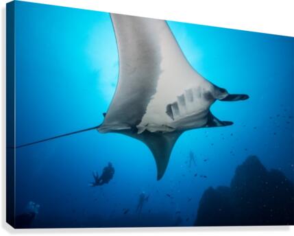 Manta bottom Canvas Print