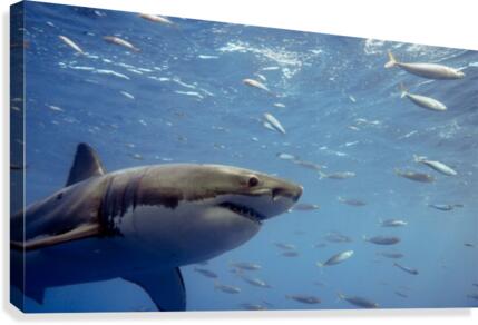 Great Canvas Print