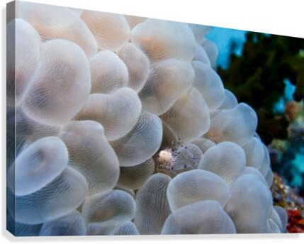 Small Crab 2 Canvas Print
