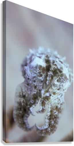 Cuttle Fish Canvas Print