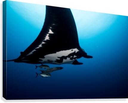 Manta Canvas Print