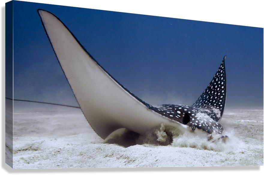 Eagle Ray Canvas Print