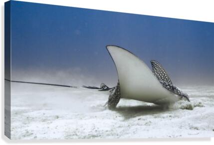 Eagle Ray Canvas Print