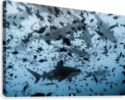 Group Sharks Canvas Print