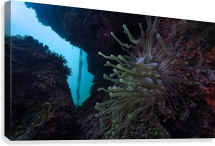 Anemone Canvas Print