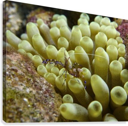 Mini Shrimp Canvas Print
