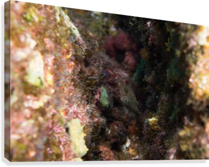 Small Fish Canvas Print