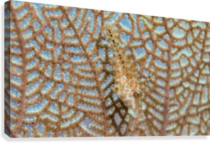 Hidden Fish Canvas Print