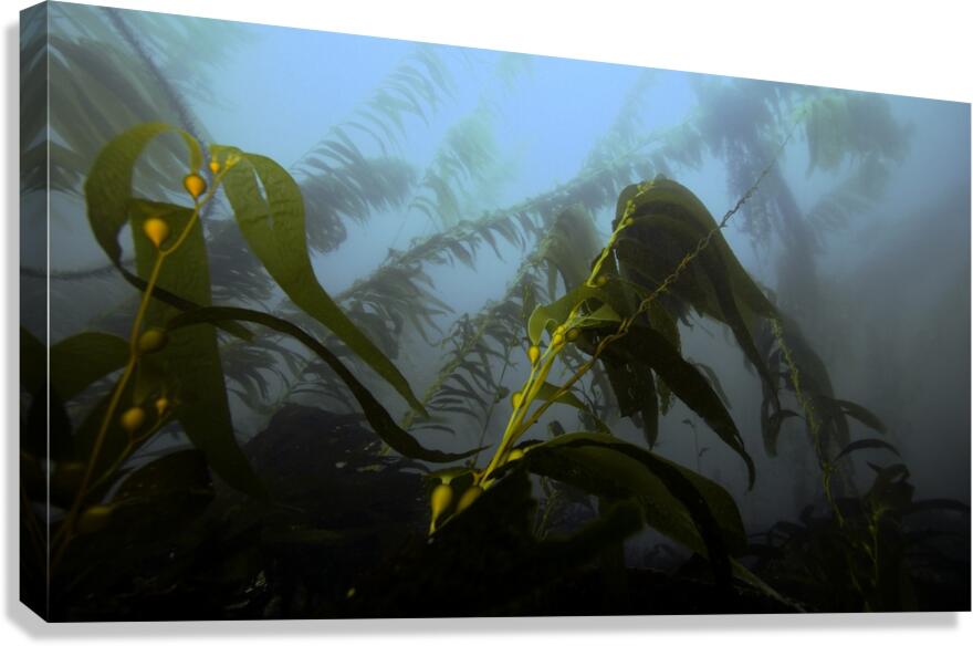 Kelp Forest Canvas Print