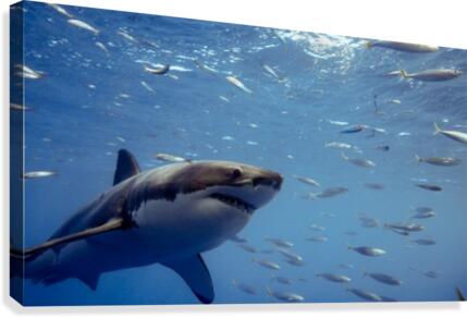 Great White Close Canvas Print