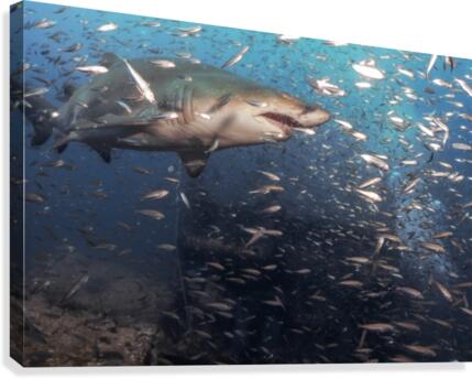 Sand Tiger Close Canvas Print