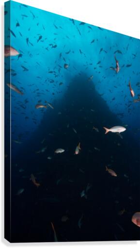 Up Shot Canvas Print