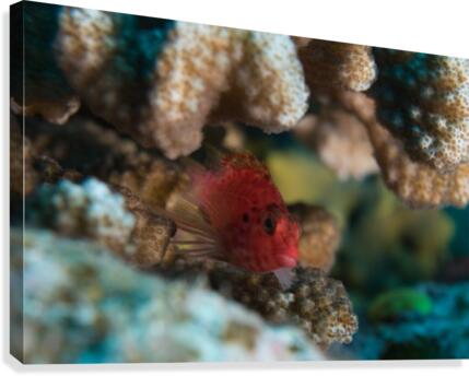 Red Fishy Canvas Print