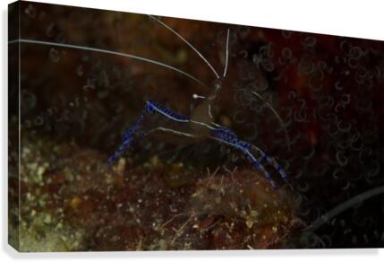 Blue Shrimp Canvas Print