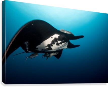 Manta Close Canvas Print