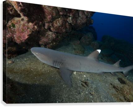 Manta Canvas Print