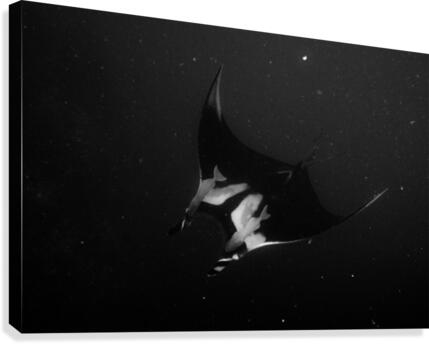 Mantas Canvas Print