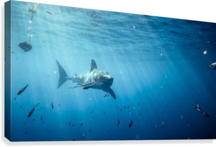 Great White far Canvas Print