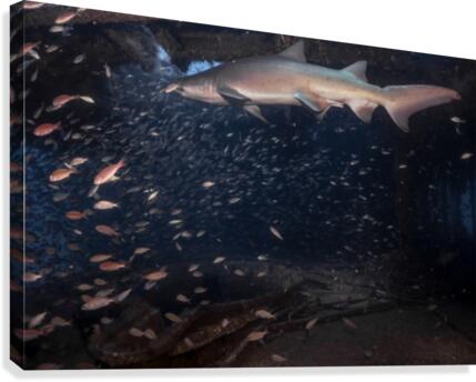 Sand Tiger Canvas Print