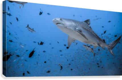 Tiger Shark Canvas Print