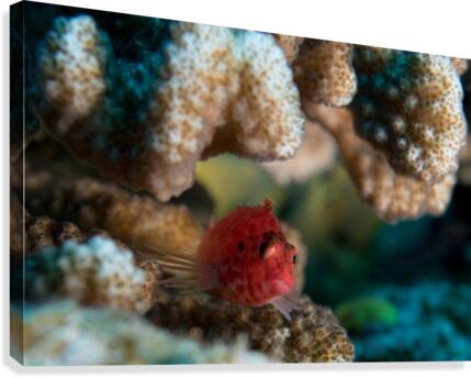 Small Fish Canvas Print