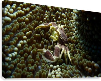 Crab Canvas Print