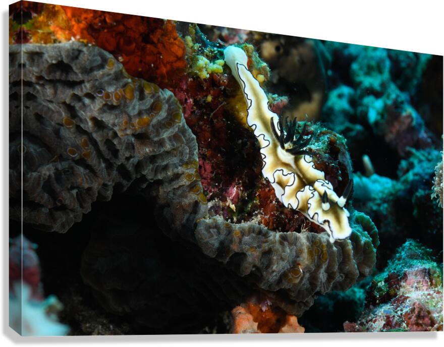 Philipines 52 Canvas Print