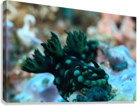 Philipines 64 Canvas Print