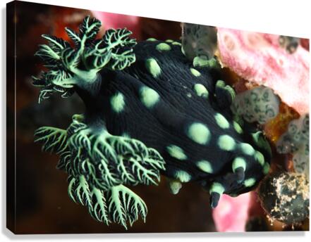Philipines 45 Canvas Print
