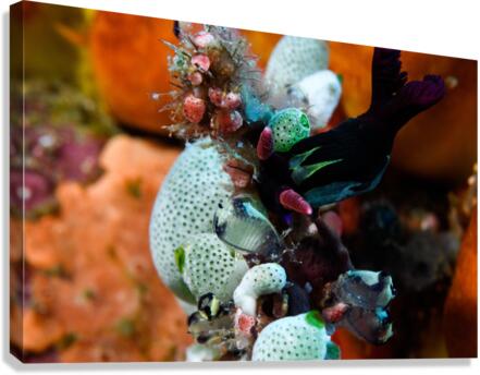 Philipines 33 Canvas Print