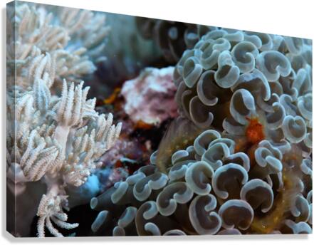 Philipines 41 Canvas Print