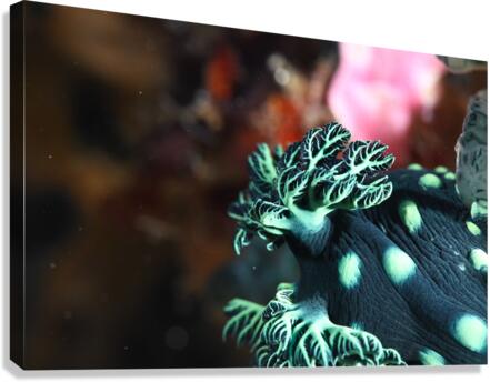 Philipines 46 Canvas Print
