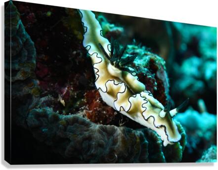 Philipines 53 Canvas Print
