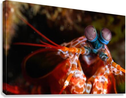 Philipines 39 Canvas Print