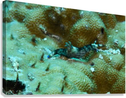 Philipines 62 Canvas Print
