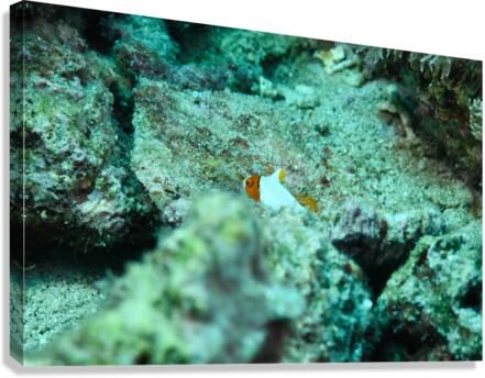 Philipines 65 Canvas Print