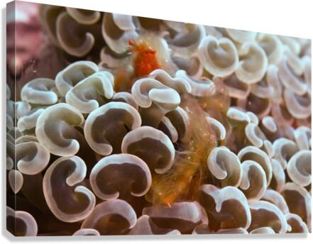 Philipines 40 Canvas Print